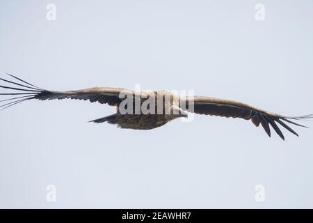 Juvenile Himalayan Griffon (Gyps himalayensis) im Flug. Nepal. Stockfoto