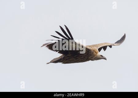 Juvenile Himalayan Griffon (Gyps himalayensis) im Flug. Nepal. Stockfoto