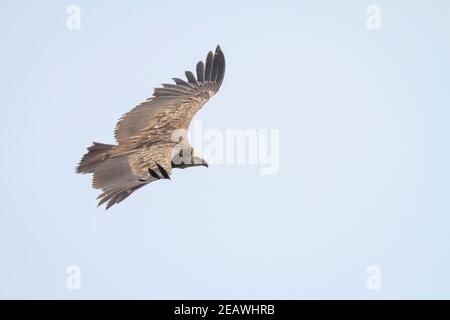 Juvenile Himalayan Griffon (Gyps himalayensis) im Flug. Nepal. Stockfoto