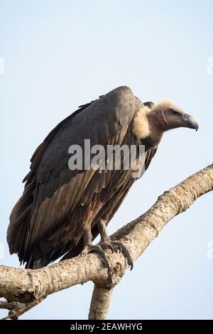 Weißrumpelgeier (Gyps bengalensis) auf einem Baum. Nepal. Stockfoto