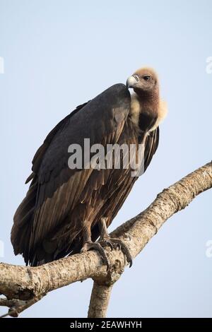 Weißrumpelgeier (Gyps bengalensis) auf einem Baum. Nepal. Stockfoto