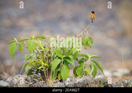 Asiatischer Stonechat (Saxicola maurus indicus) auf Busch. Pokhara. Nepal. Stockfoto