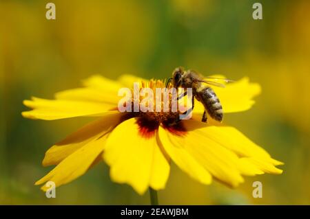 Europäische Honigbiene sitzt und bestäubt auf gelben großblütigen Ticksaat Blüte Stockfoto