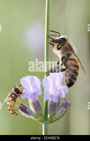 Nahaufnahme von europäischer Honigbiene und Schwebfliege, die zusammen auf sitzen Lavendelblüte Stockfoto