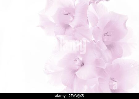 Rosa Gladiolusblüten auf weißem Hintergrund. High-Key-Bild und geringe Schärfentiefe. Stockfoto