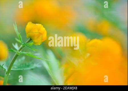 Die Asiatische Globeflower Stockfoto