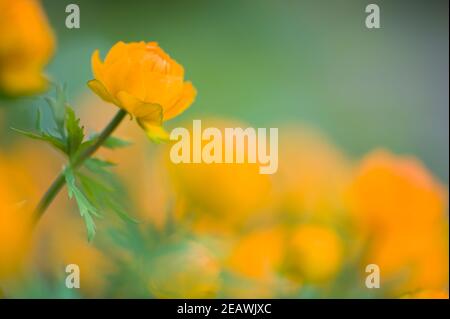 Asiatische Globeflower (Trollius asiaticus). Selektiver Fokus und geringe Schärfentiefe. Stockfoto