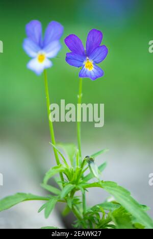 Violette Pflanze (Viola sp.). Selektiver Fokus und geringe Schärfentiefe. Stockfoto