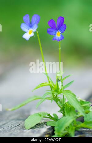 Violette Pflanze (Viola sp.). Selektiver Fokus und geringe Schärfentiefe. Stockfoto