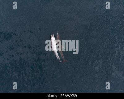 Ein rauer Delphin (Steno bredanensis), der einen toten Begleiter trägt Stockfoto