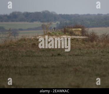 Die Betonspitze eines unterirdischen Wasserreservoirs für Viehvieh und Schafe auf der Salisbury Plain, Wiltshire Stockfoto