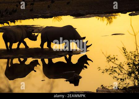 Zwei Nashörner an einem Wasserloch des Halali Camps - reflektierend Silhouetten im Wasser - goldenes Abendlicht Stockfoto