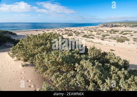 Dünen, Strand Piscinas, Provinz Medio Campidano, Arbus, Sardinien, Italien, Europa Stockfoto