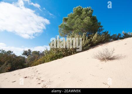 Dünen, Strand Piscinas, Provinz Medio Campidano, Arbus, Sardinien, Italien, Europa Stockfoto