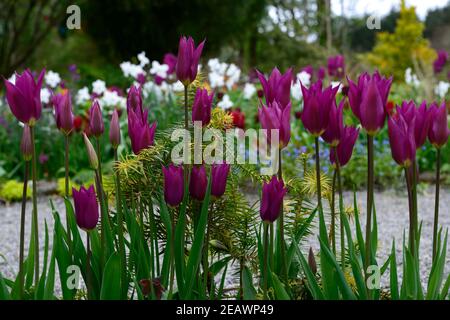 tulipa lila Traum, Tulpe lila Traum, Lilie blühte Tulpe, lila rosa Blumen, Blume, Blüte, Linie von Tulpen, RM-Blumenmuster Stockfoto