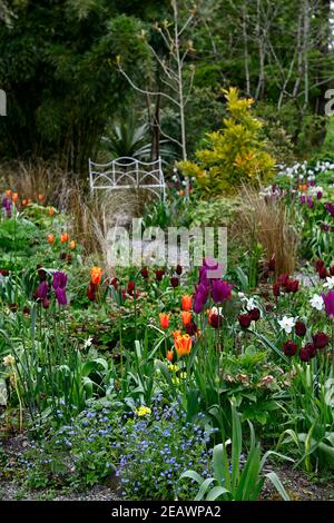 Sitz aus weißem Metall, Sitz aus weißem Metall, polares Narzissen-Eis, silbernes Narzissen-Glockenspiel, tulipa Recreado, tulipa Dauerhafte Liebe, tulipa orange Ballerina, allium, al Stockfoto