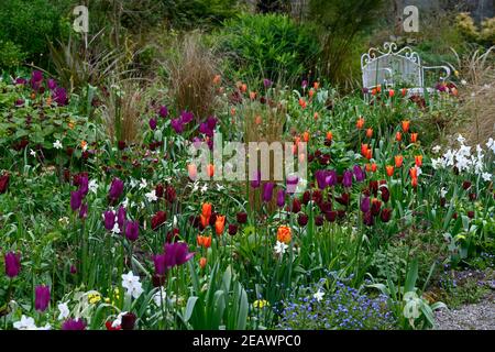 Sitz aus weißem Metall, Sitz aus weißem Metall, polares Narzissen-Eis, silbernes Narzissen-Glockenspiel, tulipa-Purpur Traum, tulipa recredo, tulipa dauerhafte Liebe, tulipa orange Stockfoto