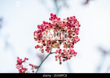 Rosafarbene Beeren eines Sorbus oligodonta Zierbaums, auch bekannt als Drachenblatt-Eberesche, im Winter in einem Garten in Southampton, Hampshire, England Stockfoto