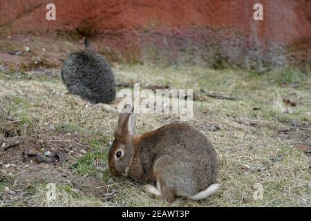 Europäisches Kaninchen in der seitlichen oder seitlichen Ansicht, ein anderes im Hintergrund. In Latein werden sie Oryctolagus cuniculus genannt und sie leben in Gefangenschaft. Stockfoto