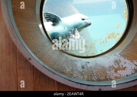 Hafenversiegelung, Schwimmen unter Wasser in und beobachten die Außenwelt durch ein Fenster für Besucher. Besucher können die Robben in einem künstlichen Pool beobachten Stockfoto