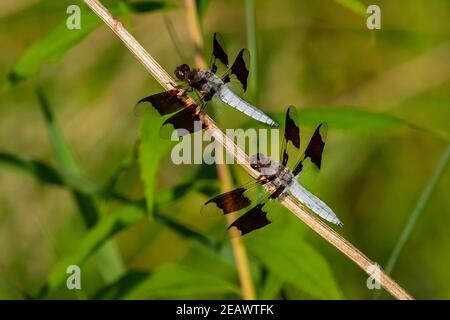 Zwei männliche Weißschwanz-Skimmer (Plathemis Lydia) in Ruhe auf einem Stock in der Sommersonne. Stockfoto