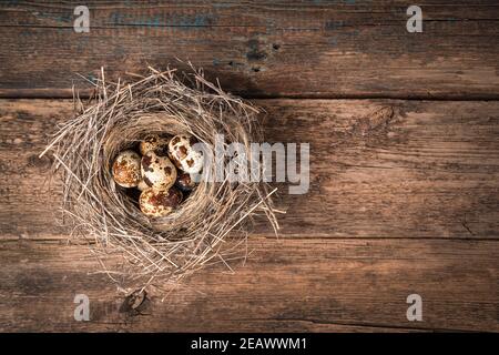 Ein kleines Nest aus trockenem Gras mit Wachteleiern im Inneren auf einem hölzernen Hintergrund. Stockfoto