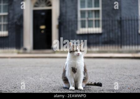 London, England, Großbritannien. Februar 2021, 10th. Larry, die Katze von 10 Downing Street, sitzt außerhalb des berühmten Gebäudes, das britische Premierminister als Büro und Wohnsitz nutzen. Kredit: Tayfun Salci/ZUMA Wire/Alamy Live Nachrichten Stockfoto