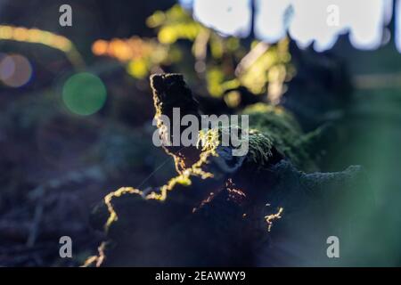 Moos und Spinnennetz auf einem gefallenen Baumstumpf mit sonnenaufgang verursacht Linseneruptionen an einem Herbstmorgen in der Wälder Stockfoto