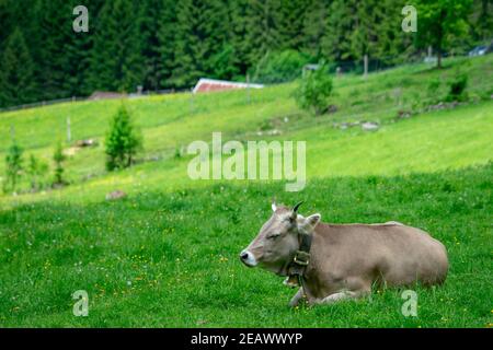 Braune Milchkuh mit Glocke auf üppigem Gras auf einem Sonniger Sommertag in den österreichischen alpen Stockfoto