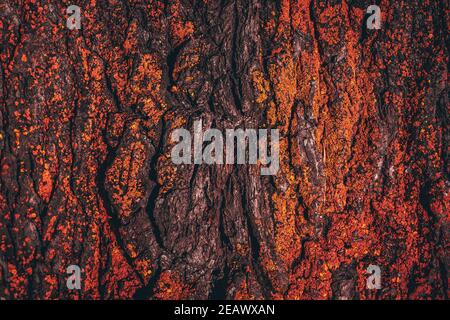 Textur von brennender Holzrinde, Kohlen, rotes Licht Stockfoto
