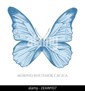 Vektor-Set von Hand gezeichnet Pastell blau Morpho Stock Vektor