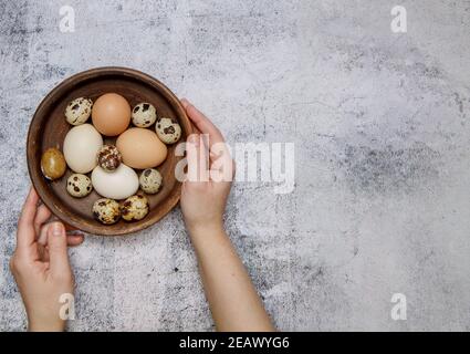 Die Hände halten einen Tonteller, in dem es frisch ist Hühner- und Wachteleier Stockfoto