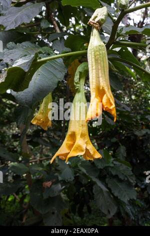 Brugmansia suaveolens, Brasiliens weiße Engelstrompete, auch bekannt als Engelstränen und verschneite Engelstrompete Stockfoto