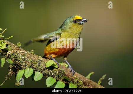 Olive-backed Euphonia - Euphonia gouldi Schmetterling (Tagfalter) aus der Familie der Finken, Bewohner Züchter im Karibischen Tiefland und Ausläufern von southe Stockfoto