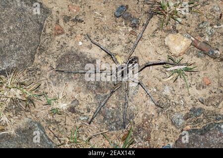 Wolf Spider - Tasmanicosa tasmanica australische Spinnenfamilie Lycosidae, robuste und agile Jäger mit ausgezeichnetem Sehvermögen, leben meist in Einsamkeit und Stockfoto