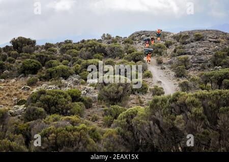 Porters Walking auf Shira Plateau, Lemosho Trail, Kilimanjaro Nationalpark, Tansania Stockfoto