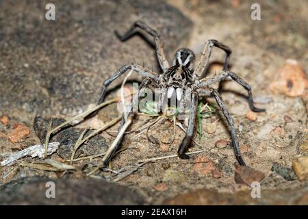 Wolf Spider - Tasmanicosa tasmanica australische Spinnenfamilie Lycosidae, robuste und agile Jäger mit ausgezeichnetem Sehvermögen, leben meist in Einsamkeit und Stockfoto