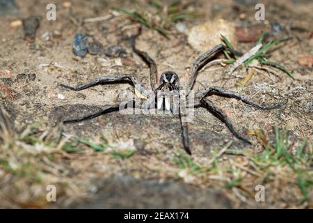 Wolf Spider - Tasmanicosa tasmanica australische Spinnenfamilie Lycosidae, robuste und agile Jäger mit ausgezeichnetem Sehvermögen, leben meist in Einsamkeit und Stockfoto