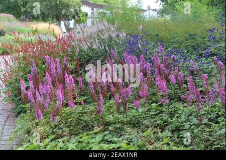 HAMM, DEUTSCHLAND - 15. AUGUST 2015: Bepflanzung im mehrjährigen Wiesenstil von Piet Oudolf im Garten Art Garten im öffentlichen Park Maximilianpark Stockfoto