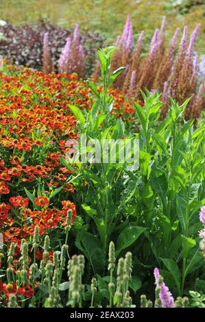 HAMM, DEUTSCHLAND - 15. AUGUST 2015: Bepflanzung im mehrjährigen Wiesenstil von Piet Oudolf im Garten Art Garten im öffentlichen Park Maximilianpark Stockfoto