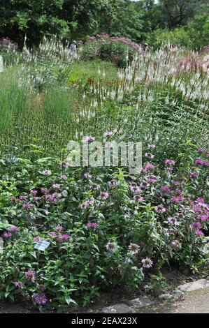 HAMM, DEUTSCHLAND - 15. AUGUST 2015: Bepflanzung im mehrjährigen Wiesenstil von Piet Oudolf im Garten Nature Designs im Maximilianpark Stockfoto