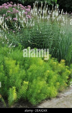 HAMM, DEUTSCHLAND - 15. AUGUST 2015: Bepflanzung im mehrjährigen Wiesenstil von Piet Oudolf im Garten Nature Designs im Maximilianpark Stockfoto