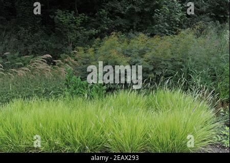 HAMM, DEUTSCHLAND - 15. AUGUST 2015: Bepflanzung im mehrjährigen Wiesenstil von Piet Oudolf im Garten Art Garten im öffentlichen Park Maximilianpark Stockfoto