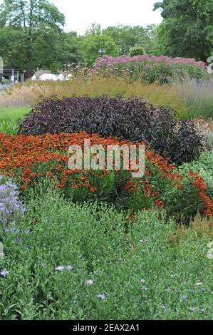 HAMM, DEUTSCHLAND - 15. AUGUST 2015: Bepflanzung im mehrjährigen Wiesenstil von Piet Oudolf im Garten Art Garten im öffentlichen Park Maximilianpark Stockfoto