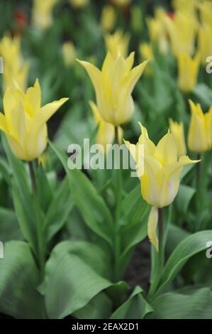 Gelbe Lilie-blühende Tulpen (Tulipa) Florijn Chic blühen in einem Garten Im April Stockfoto