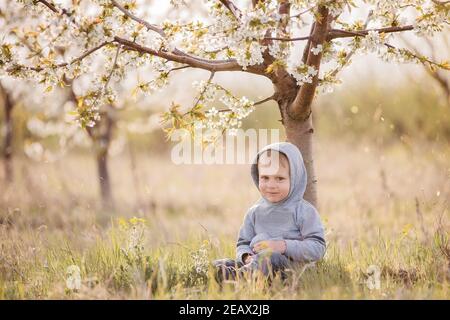 Kleiner blonder Junge in grauem Sweatshirt mit Kapuze auf dem Kopf sitzt im grünen Gras unter blühendem Baum mit weißen Blumen, lacht. Wochenendausflug, picni Stockfoto