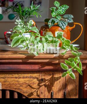 Nachhaltiges Wohnen, Hauspflanzen in recycelten Tassen angebaut, Tasse und Teekanne auf einem Tablett in der Nähe eines sonnigen Fensters angezeigt, recyceln, wiederverwenden, up-Zyklus Stockfoto