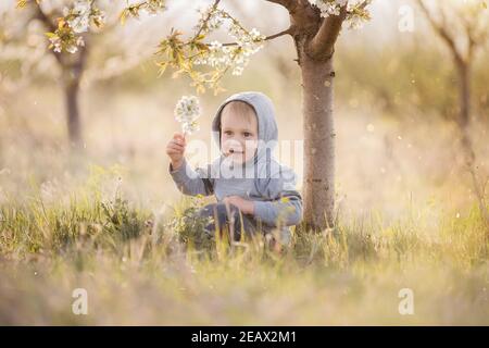 Kleiner blonder Junge in grauem Sweatshirt mit Kapuze auf dem Kopf sitzt im grünen Gras unter blühendem Baum mit weißen Blumen, lacht. Wochenendausflug, picni Stockfoto