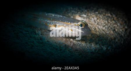 Brikled Goby auf dem Riff vor der niederländischen Karibikinsel Von Sint Maarten Stockfoto