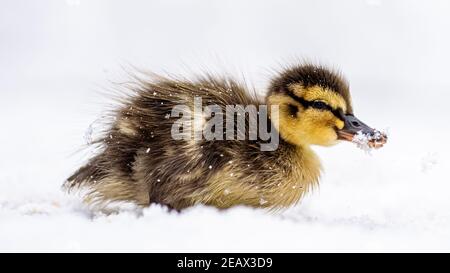 Eine Mutter Mallard Duck und ihre winzigen Stockenten Enten geboren sehr früh im Februar. Kampf gegen die Kälte in Schneegestöber, um Nahrung und Wärme zu finden. Stockfoto